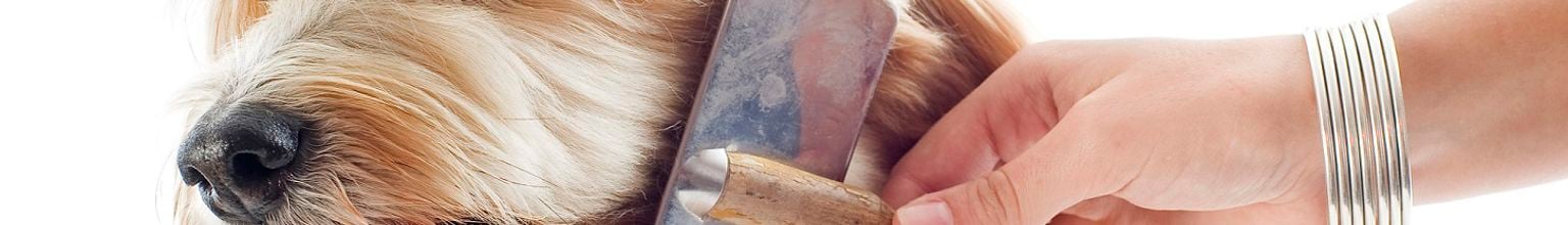 Långhårig hund blir borstad av matte