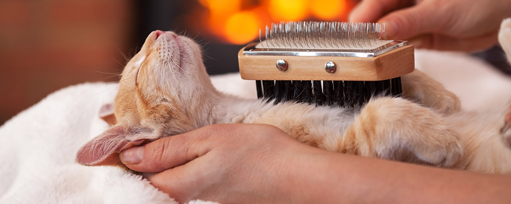 Katt njuter av att bli borstad