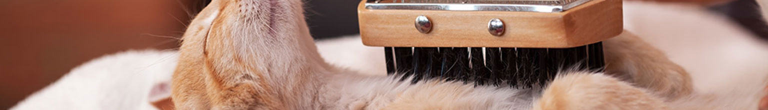 Katt njuter av att bli borstad