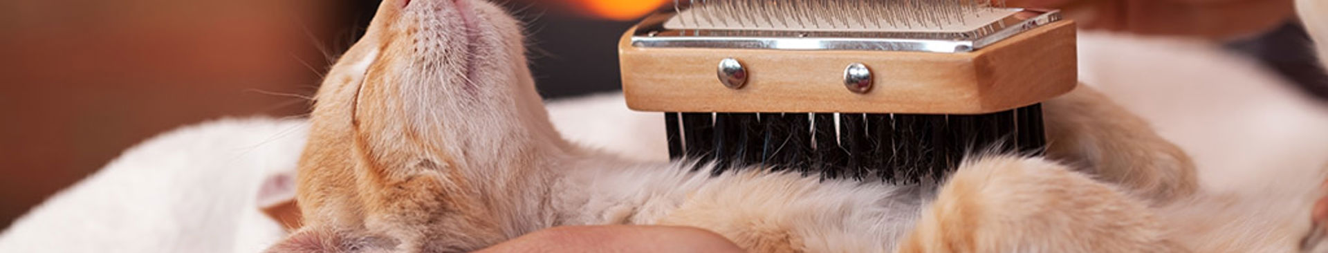 Katt njuter av att bli borstad