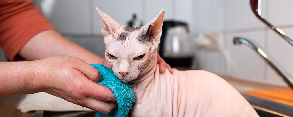 Nakenkatt blir ompysslad och tvättad i ett handfat