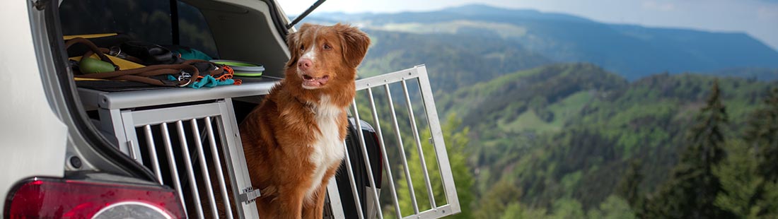 hund tollare i sin hundbur i en bil på resa