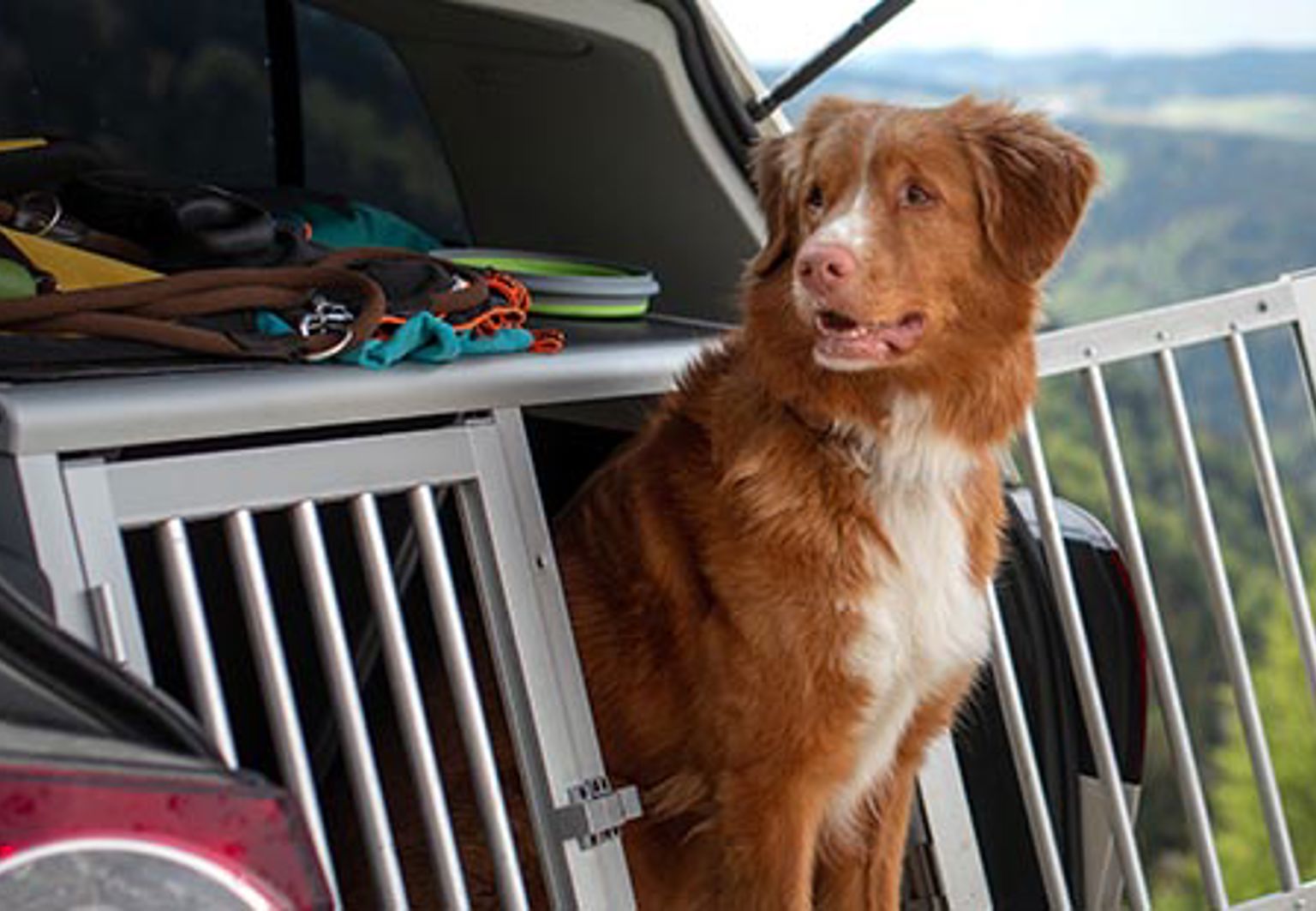 hund tollare i sin hundbur i en bil på resa