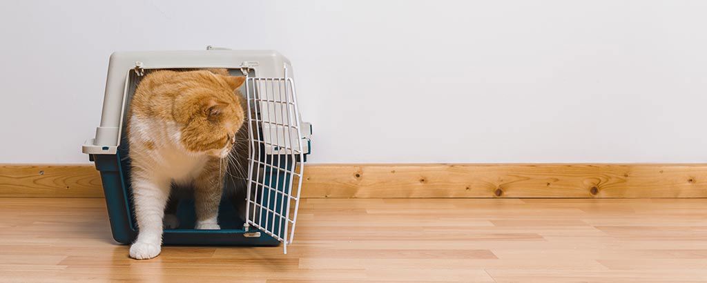 Katt kliver ur sin transportbur inomhus på trägolv