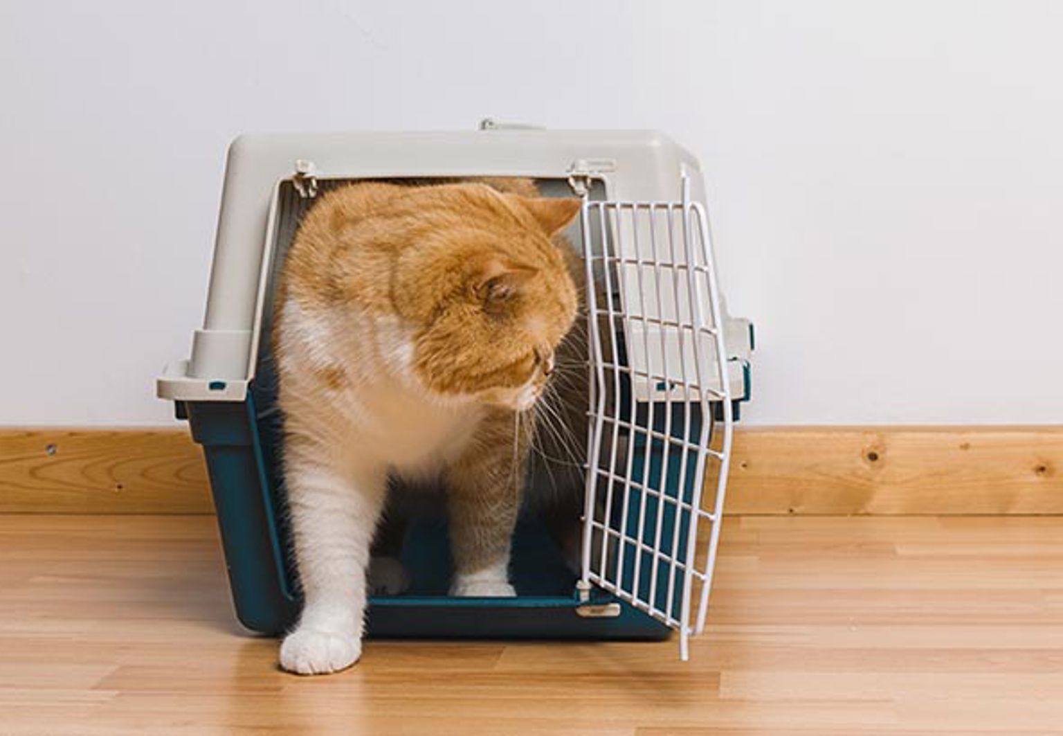 Katt kliver ur sin transportbur inomhus på trägolv