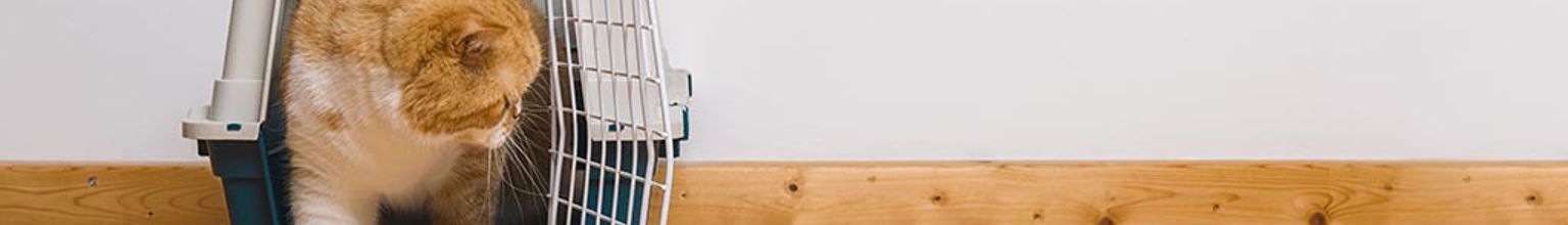Katt kliver ur sin transportbur inomhus på trägolv