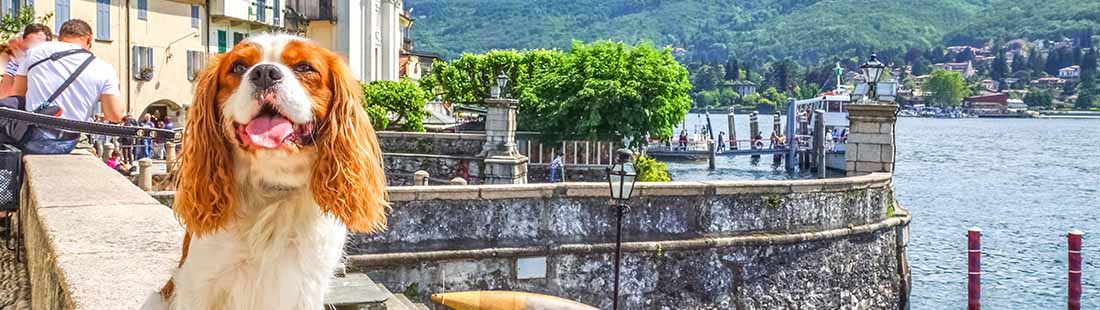 liten hund spaniel på semester i Europa