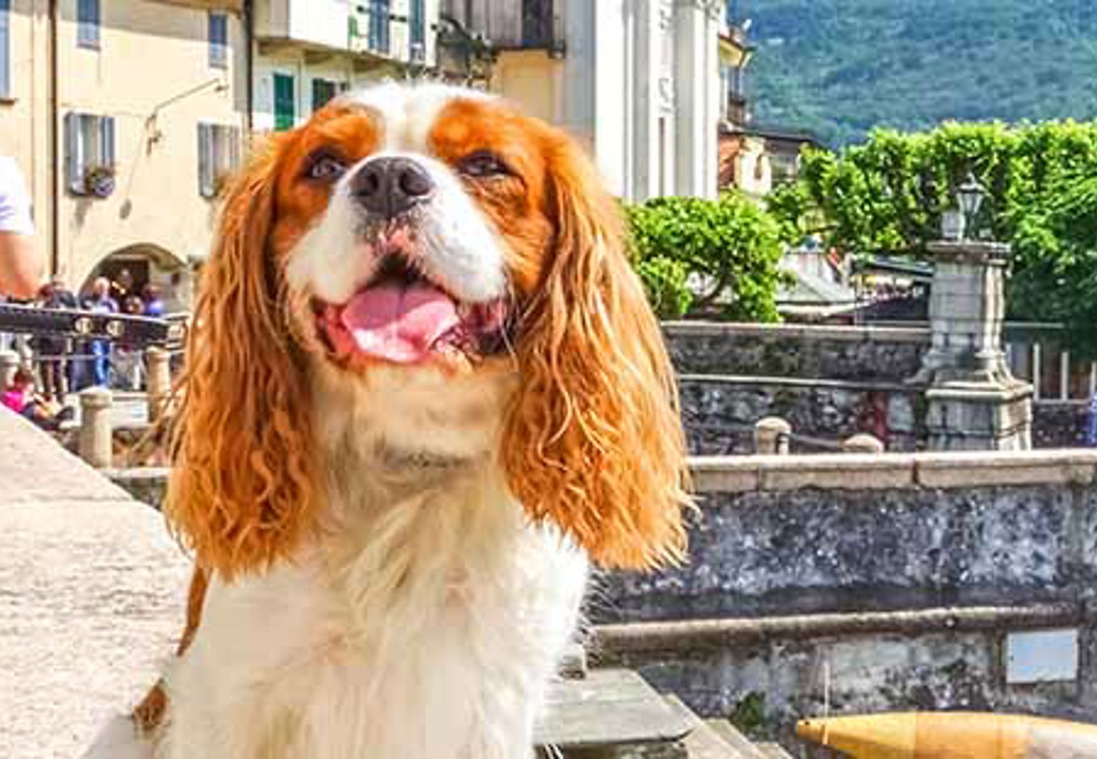 liten hund spaniel på semester i Europa