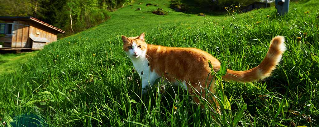 röd och vit katt utanför en stuga på semester