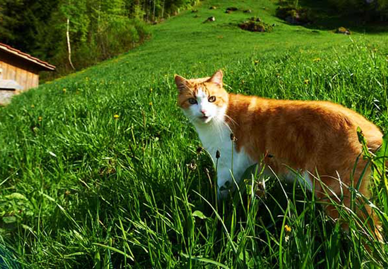 röd och vit katt utanför en stuga på semester