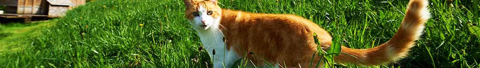 röd och vit katt utanför en stuga på semester