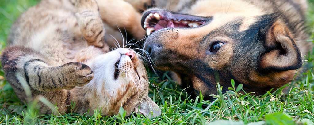 hund och katt leker i gräset