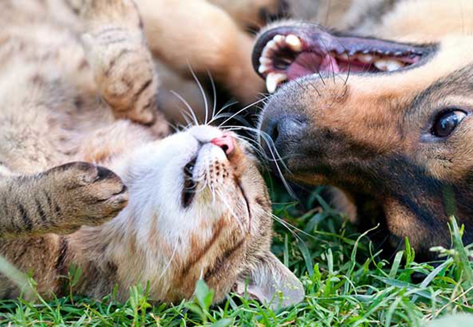 katt och hund kelar tillsammans i gräset