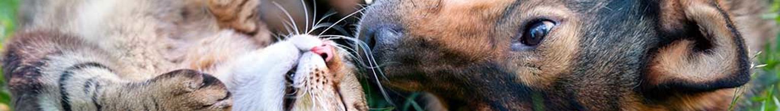 katt och hund kelar tillsammans i gräset