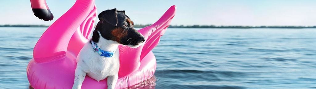 Hund sitter på en uppblåsbar flamingo i vattnet