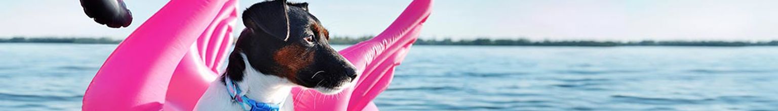 Hund sitter på en uppblåsbar flamingo i vattnet