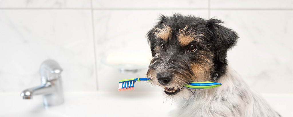 Hund sitter i ett badrum och håller i en tandborste med munnen