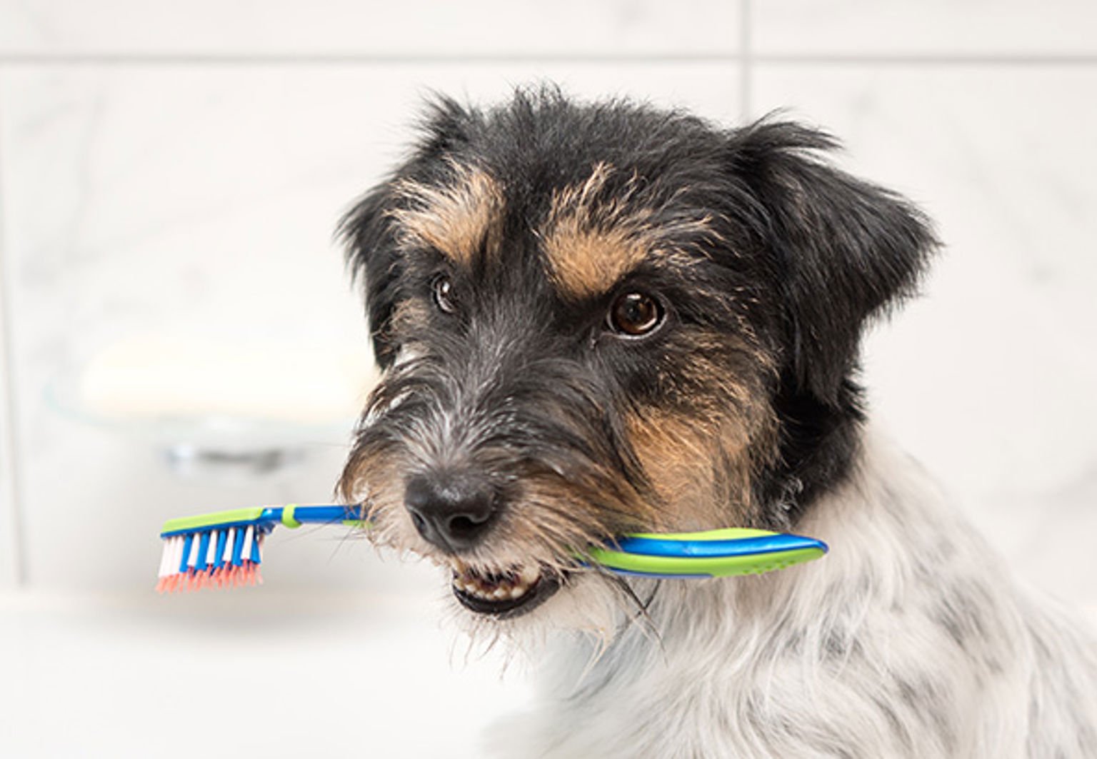 Hund sitter i ett badrum och håller i en tandborste med munnen