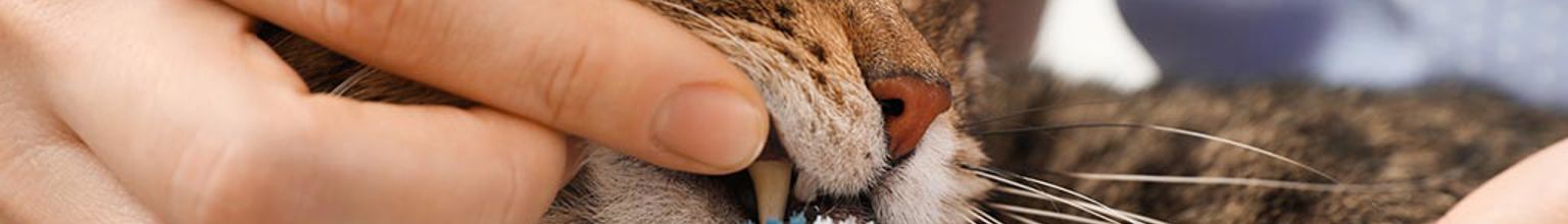 Matte borstar tänderna på katt