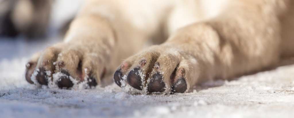 Närbild på en hunds tassar och trampdynor i snön