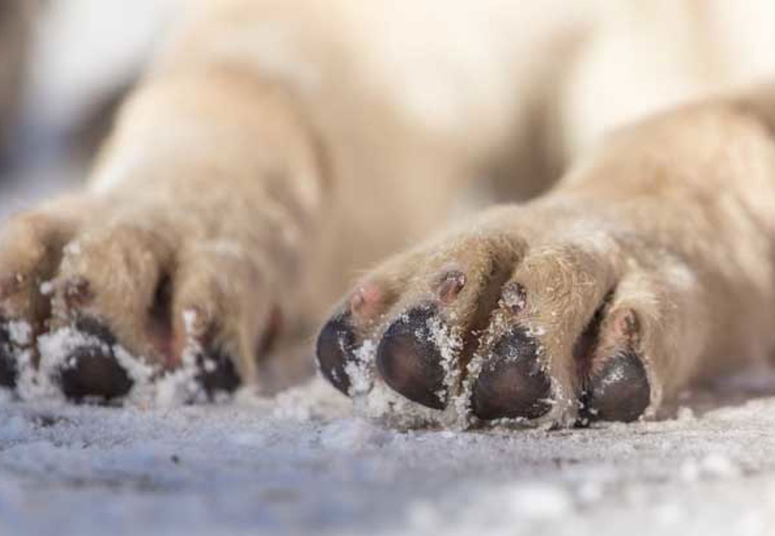 Närbild på en hunds tassar och trampdynor i snön