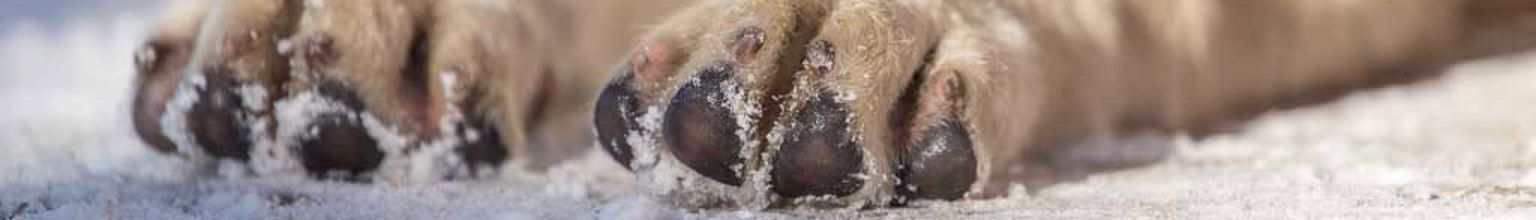 Närbild på en hunds tassar och trampdynor i snön