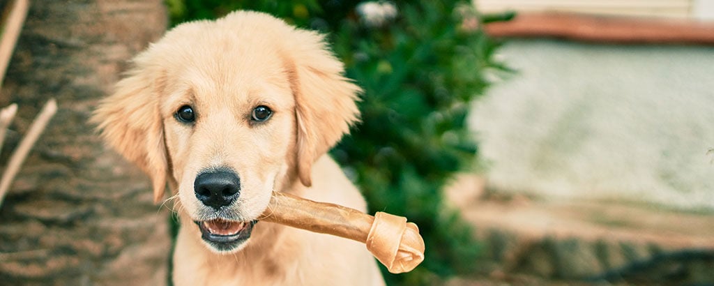 Valp av rasen golden retriever tuggar på ett tuggben