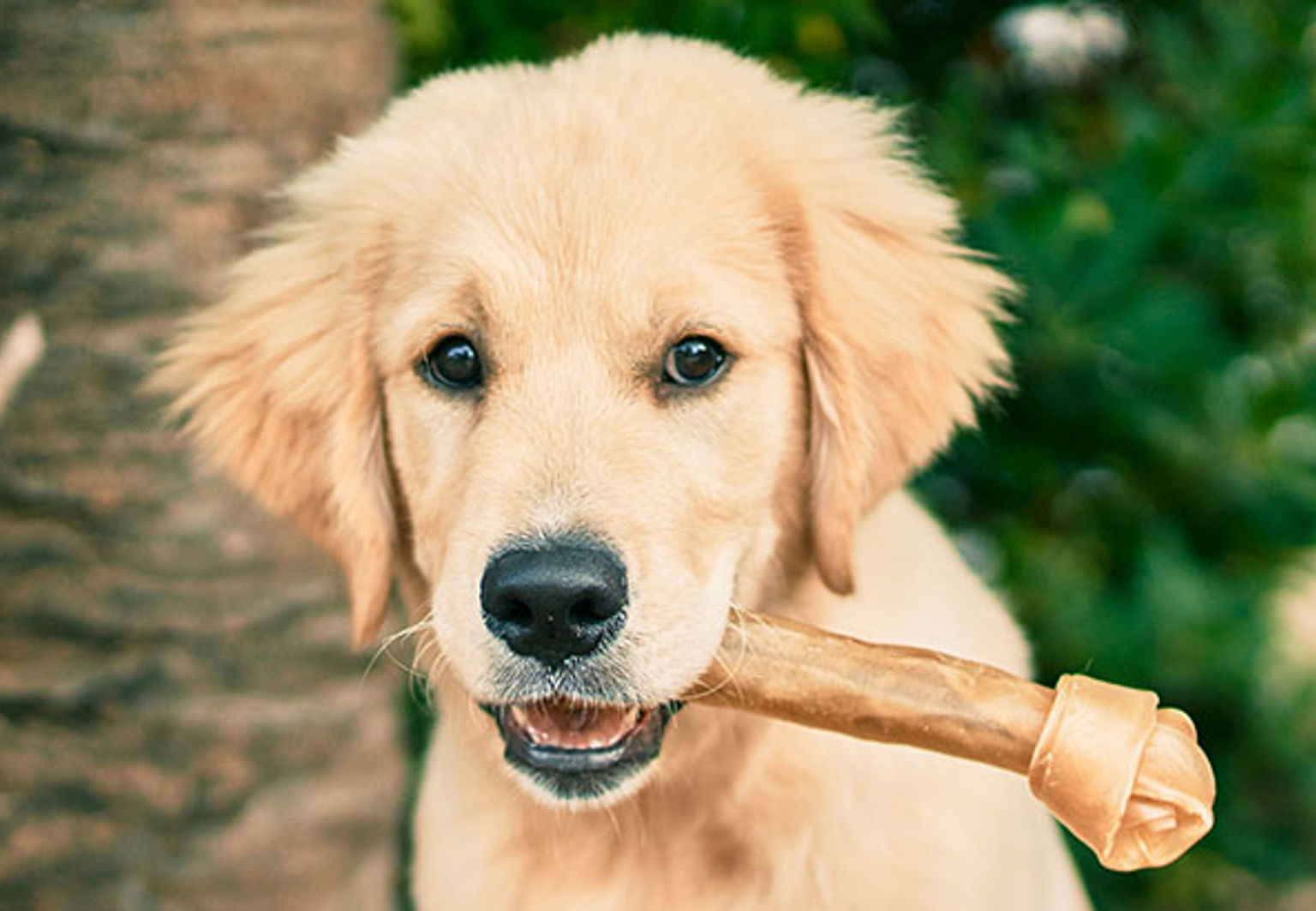 Valp av rasen golden retriever tuggar på ett tuggben