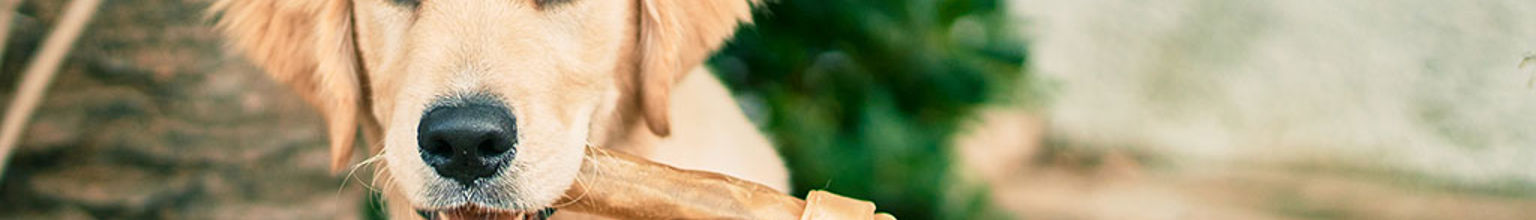 Valp av rasen golden retriever tuggar på ett tuggben