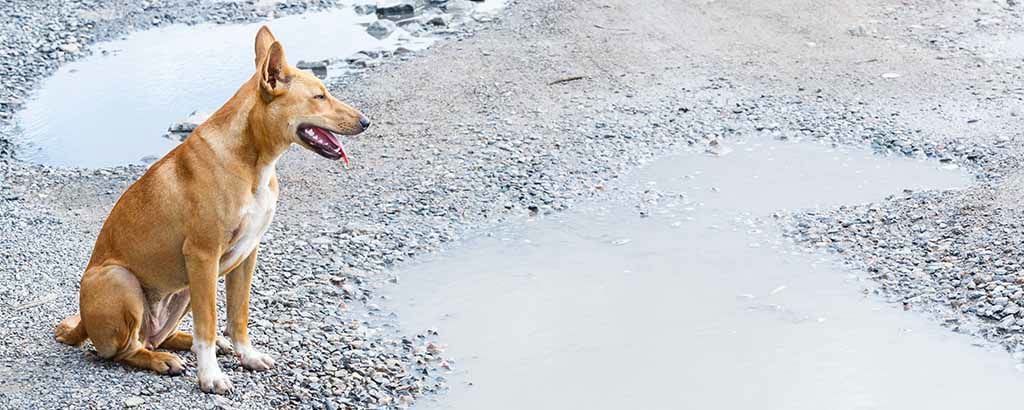Hund sitter på en grusvägg med vattenpölar