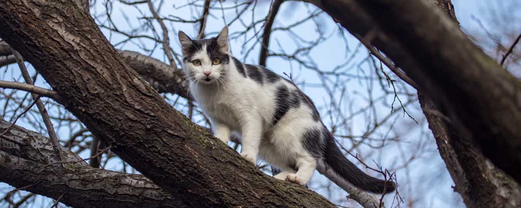 Svartvit katt uppe i ett träd
