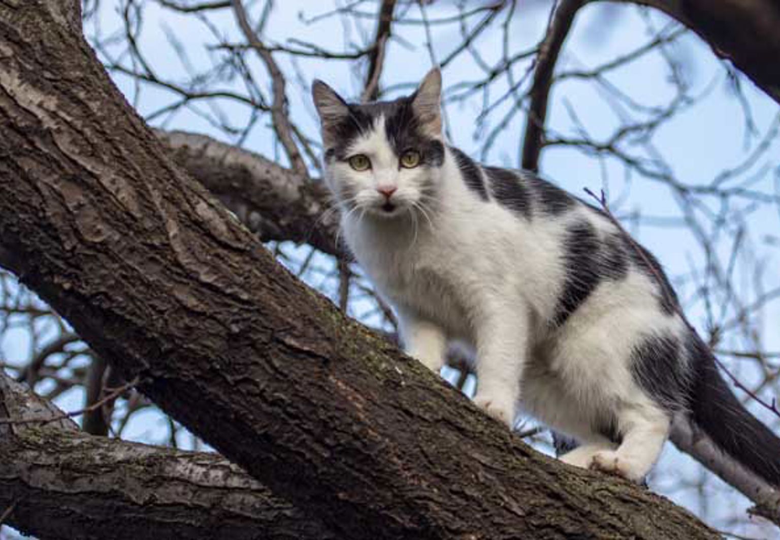 Svartvit katt uppe i ett träd