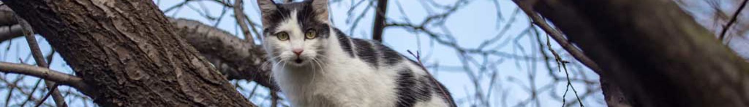 Svartvit katt uppe i ett träd