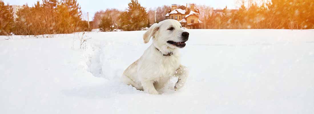 Hund leker i djup snö