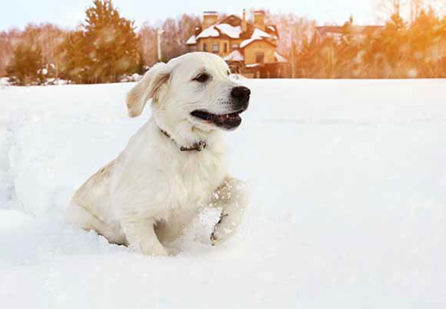 Hund leker i djup snö
