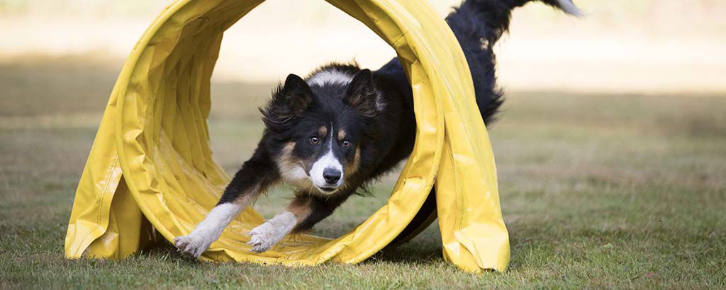 Hund av rasen border collie springer genom en tunnel på en agilitybana