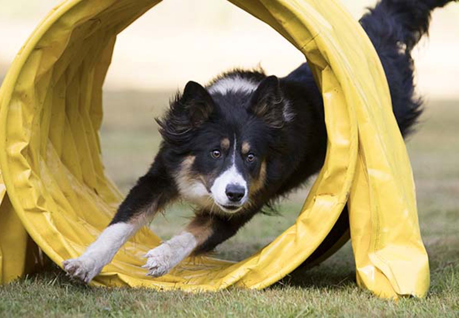 Hund av rasen border collie springer genom en tunnel på en agilitybana