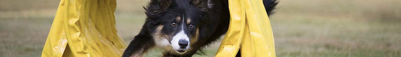 Hund av rasen border collie springer genom en tunnel på en agilitybana