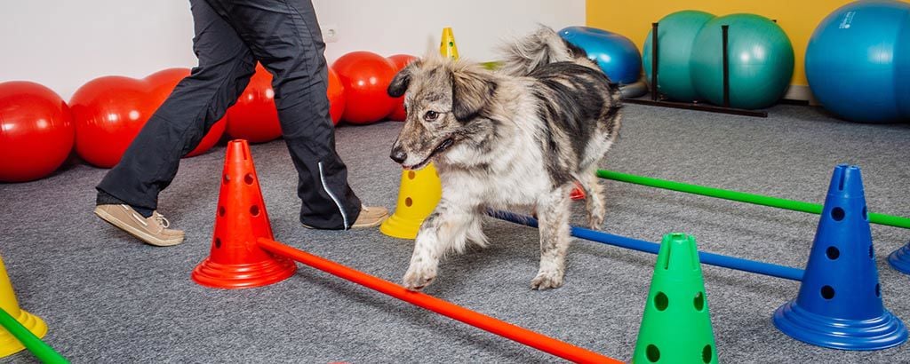hund tränar balans att gå över bommar