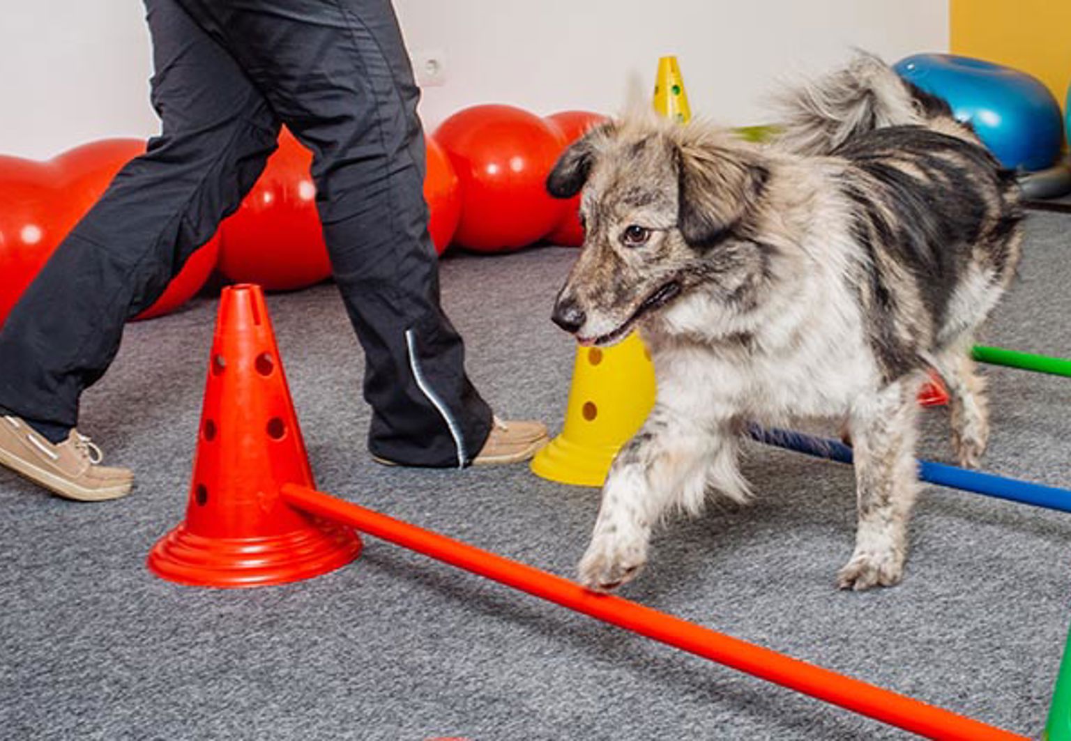 hund tränar balans att gå över bommar