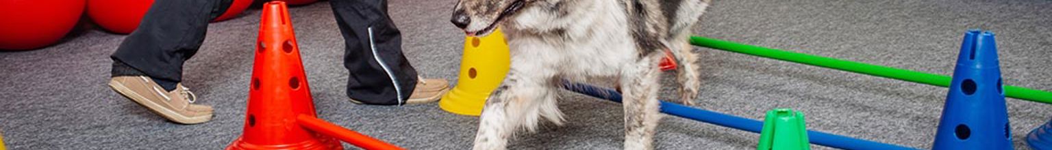 hund tränar balans att gå över bommar