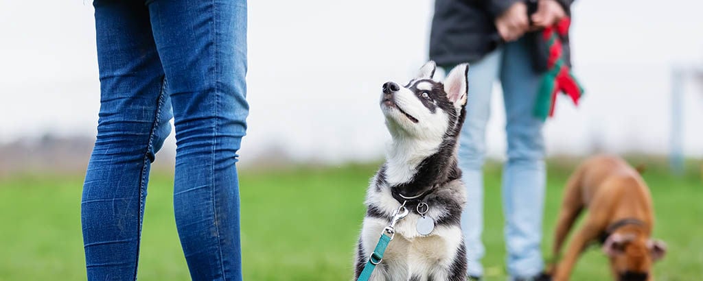 Hund tittar upp mot sin matte 