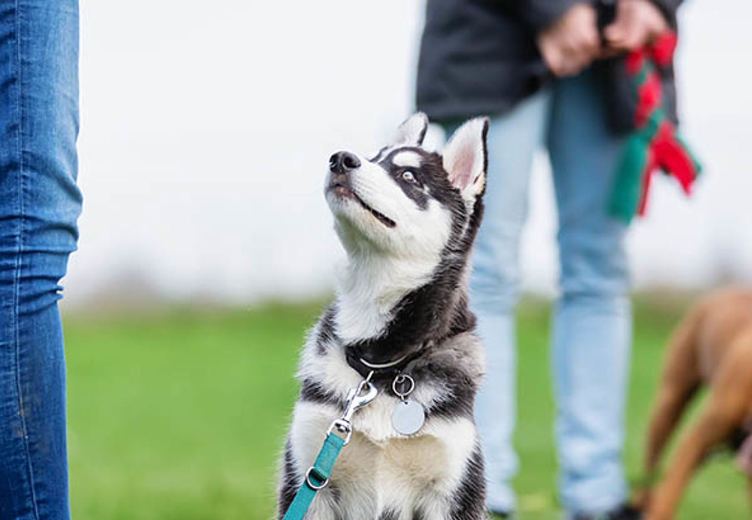 Hund tittar upp mot sin matte