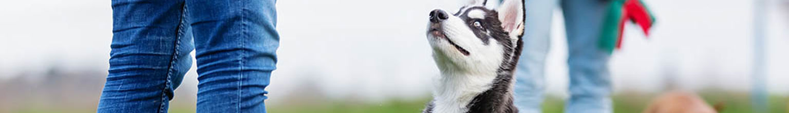 Hund tittar upp mot sin matte