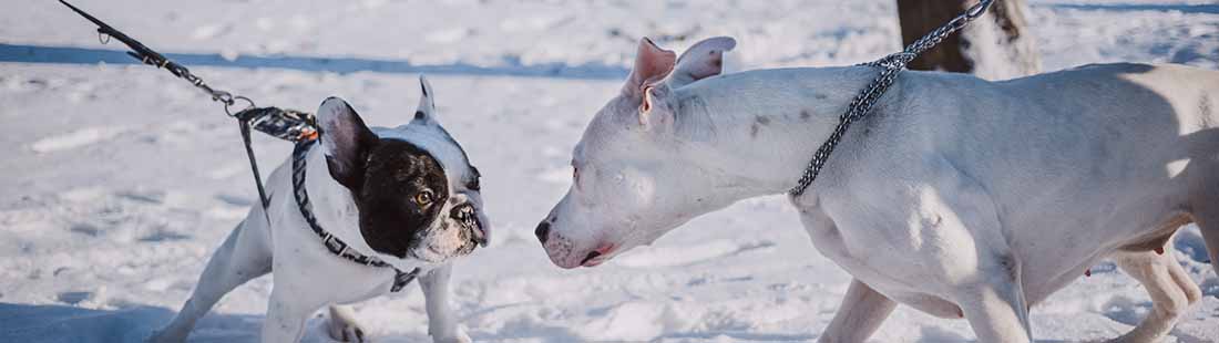 två hundar som möts och vill hälsa