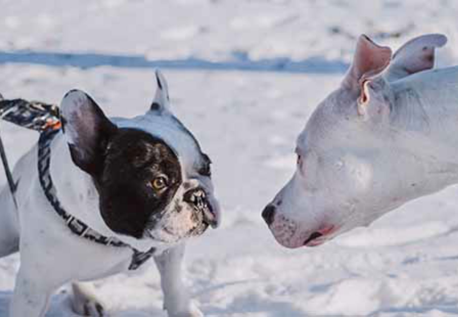två hundar som möts och vill hälsa
