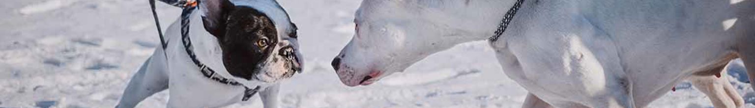 två hundar som möts och vill hälsa