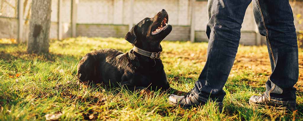 Hund ligger ner på en gräsmatta och tittar upp mot husse