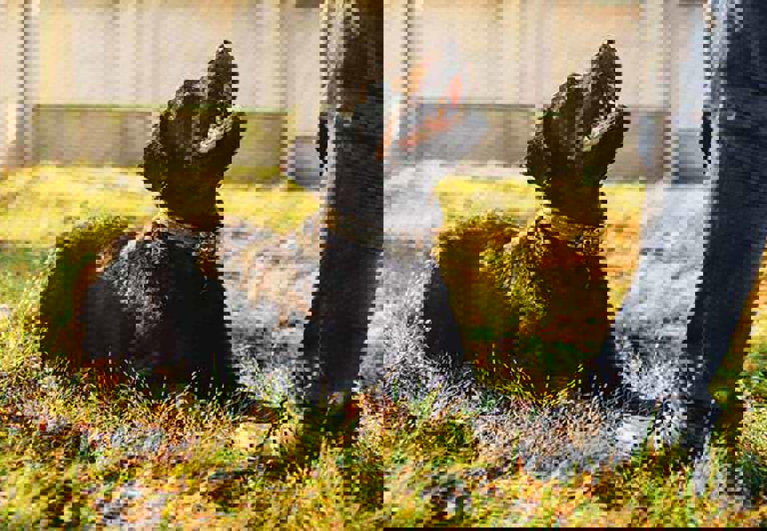 Hund ligger ner på en gräsmatta och tittar upp mot husse