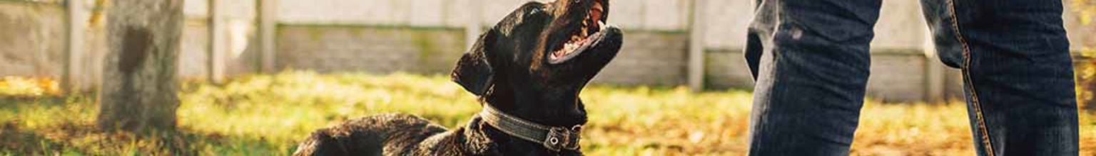 Hund ligger ner på en gräsmatta och tittar upp mot husse